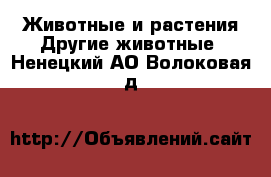 Животные и растения Другие животные. Ненецкий АО,Волоковая д.